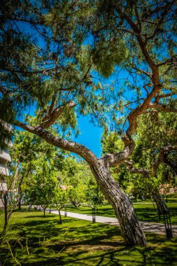 Bir sahil beldesinde yeşil çim