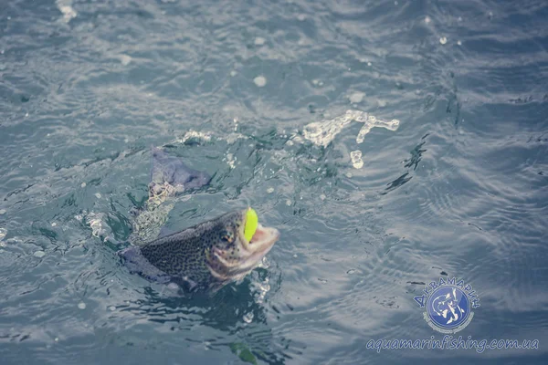 Pesca de trutas no lago. Recreação de pesca — Fotografia de Stock