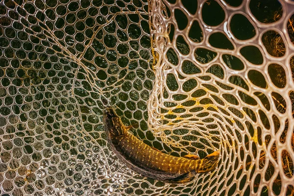 Pesca no lago — Fotografia de Stock