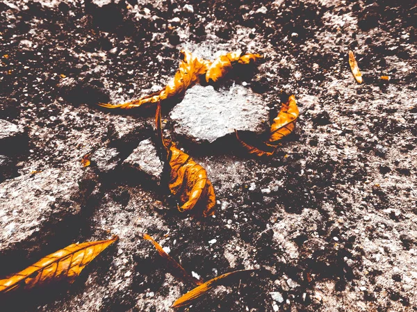 Zepsuty asfalt z suchych liści — Zdjęcie stockowe