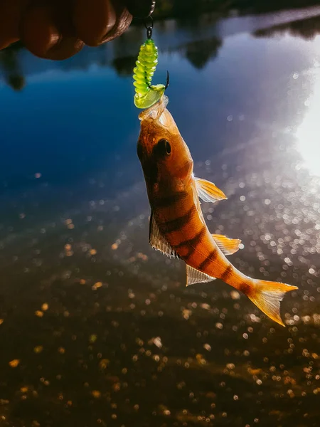 Zander Pesca Río — Foto de Stock