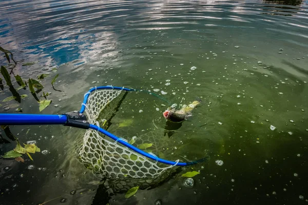 Pesca de truchas en el lago —  Fotos de Stock