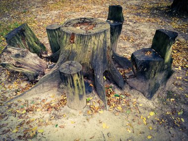 ormanda büyük eski kütük