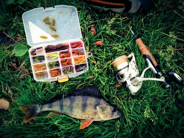 Έννοια της αλιείας: ψάρια, καλάμι, δόλωμα — Φωτογραφία Αρχείου