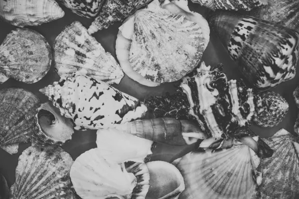 Seashells on a blue background — Stock Photo, Image