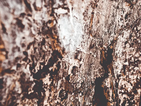 Albero Corteccia Texture Sfondo — Foto Stock