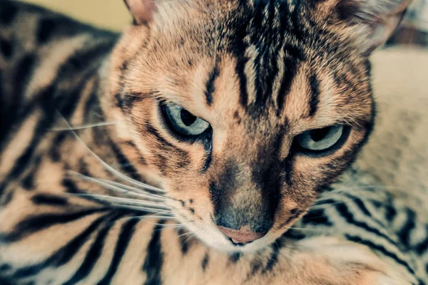 Niedliche Katze Von Bengal — Stockfoto