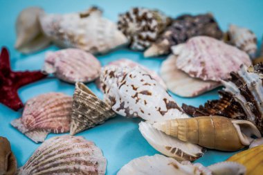 Arka plan mavi bir arka plan üzerinde deniz kabukları