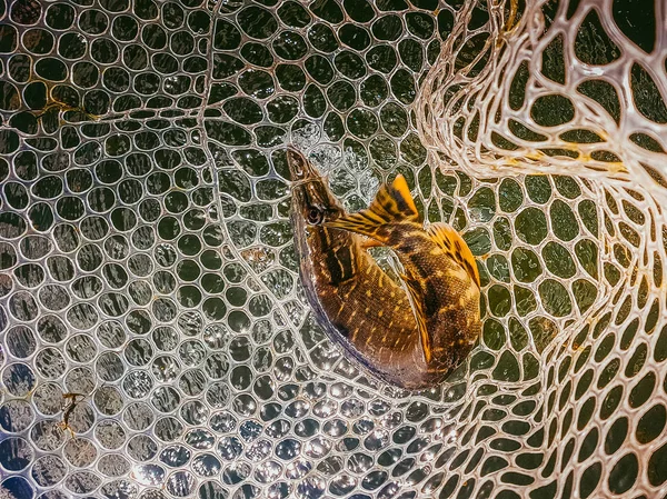 Pesca en el lago — Foto de Stock