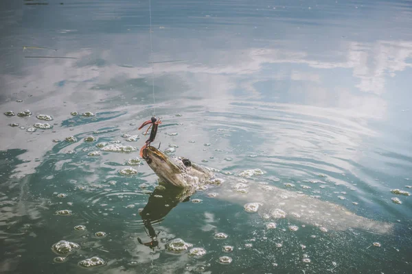 Pesca de lucio en el lago —  Fotos de Stock