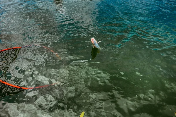 Pesca de truchas en el lago —  Fotos de Stock