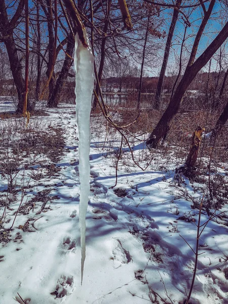 Icicli su un albero in inverno — Foto Stock