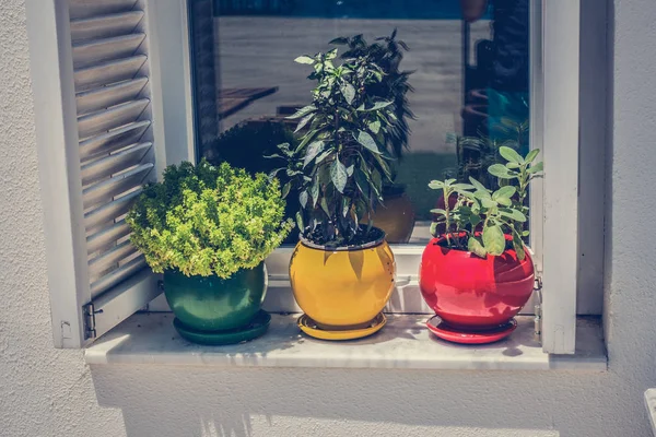 Schönes Fenster mit Töpfen — Stockfoto