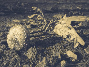 yenilebilir sinek agarik