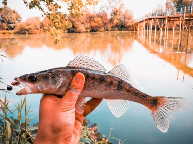 bir elinde bir göl kenarında balık yakaladı