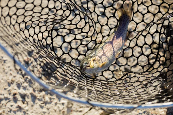 Pesca alla trota sul lago — Foto Stock