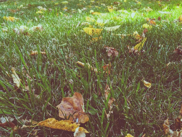 Suché listy na zelené trávě — Stock fotografie