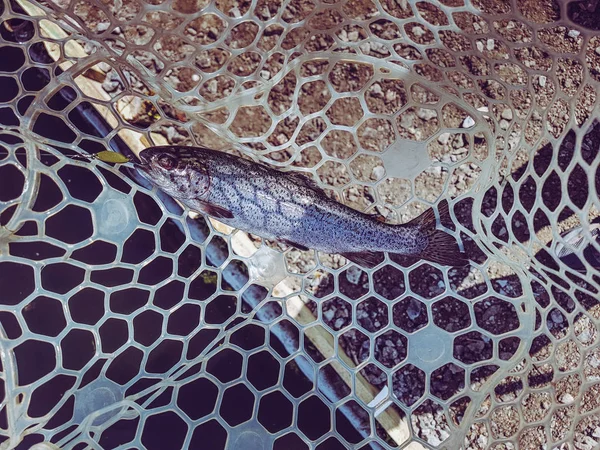 A pescar. Pescador e truta . — Fotografia de Stock