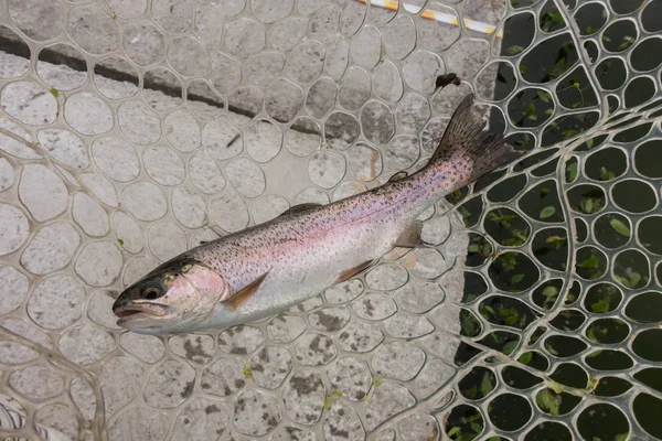 Trout fishing on the lake — Stock Photo, Image