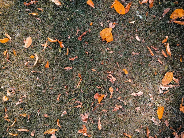 Kuru yapraklar yeşil çimlerde — Stok fotoğraf
