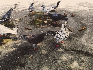 Parktaki güvercinler