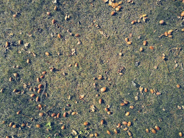 Żołędzie Trawie — Zdjęcie stockowe
