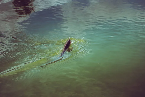 Pesca alla trota sul lago — Foto Stock