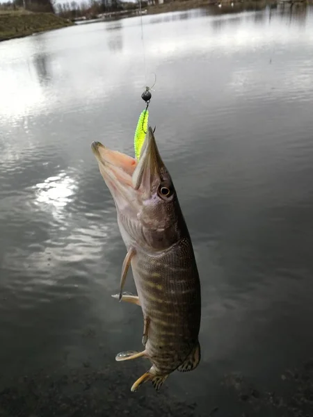 Pesca Del Luccio Sul Lago — Foto Stock