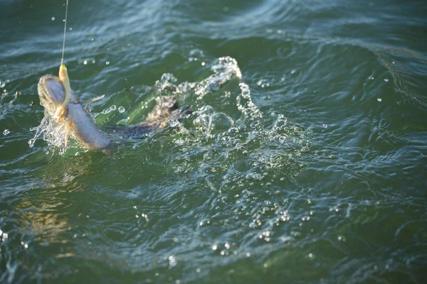 Pesca de truchas en el lago — Foto de Stock