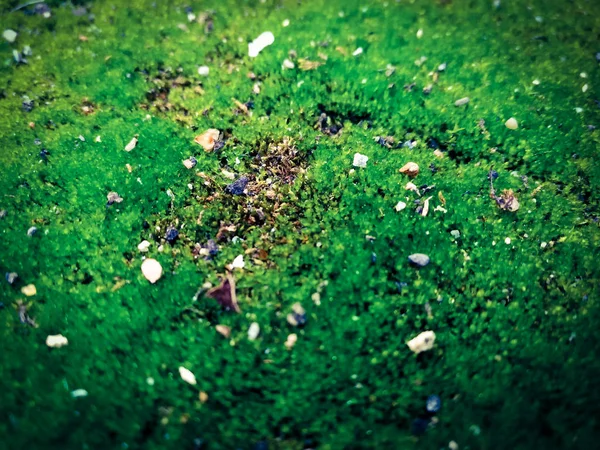 Grön Mossa Nära Håll — Stockfoto