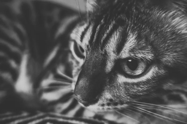 Søt Katt Fra Bengal – stockfoto