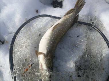 Gölde balık avlamak. Balıkçılık eğlencesi