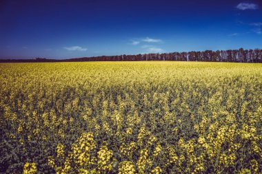 Kolza tohumu alan bir kız