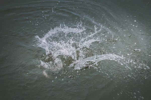 Pesca Truta Lago — Fotografia de Stock