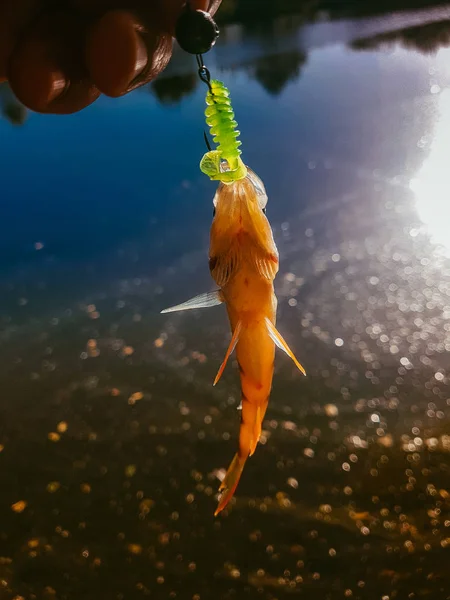 Zander Pêche Sur Rivière — Photo