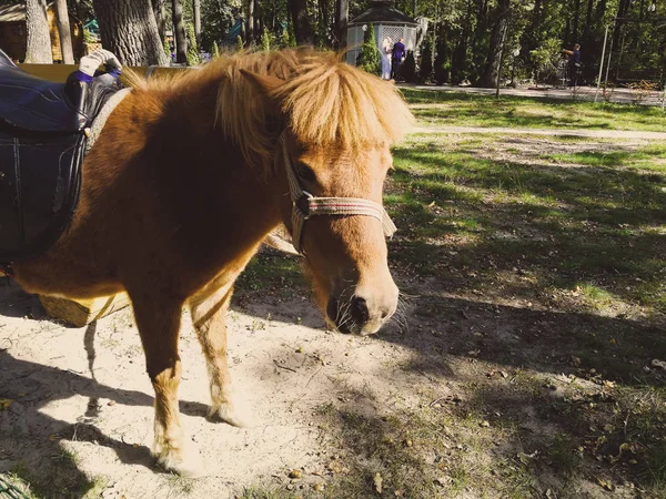 Poney sur la pelouse en été — Photo