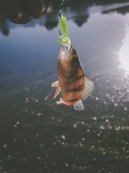 Zanderfischen Auf Dem Fluss — Stockfoto