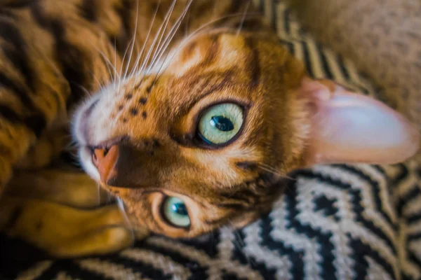 Lindo Gato Bengala — Foto de Stock