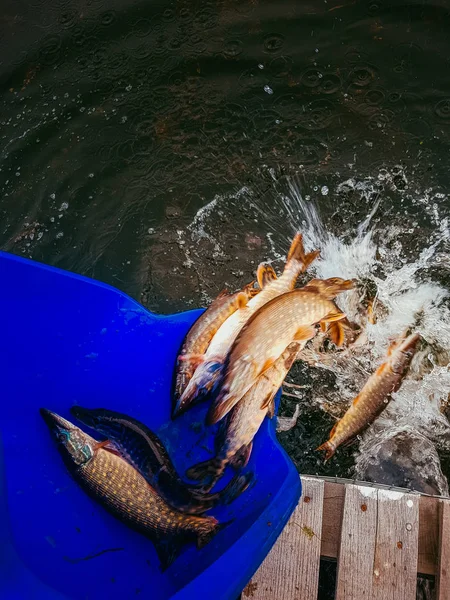 Achtergrondinformatie over een thema van de visserij — Stockfoto