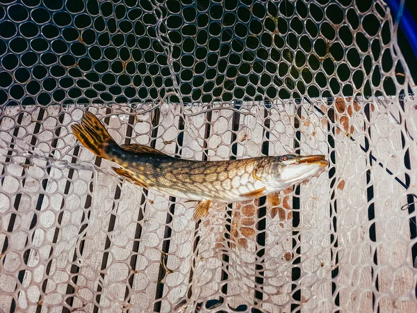 Fiske. Fiskaren och öring. — Stockfoto