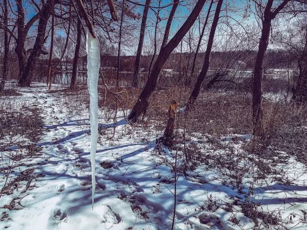 Сосульки на дереве зимой — стоковое фото