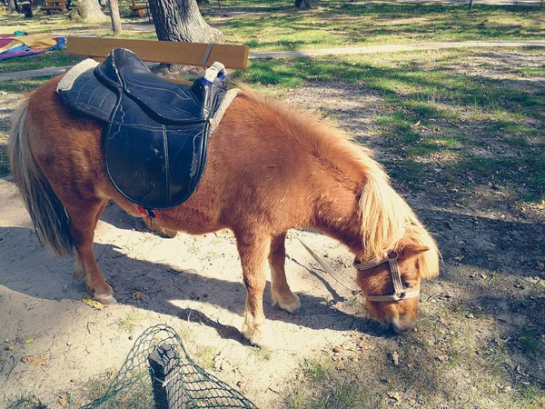 Pony auf der Liegewiese im Sommer — Stockfoto