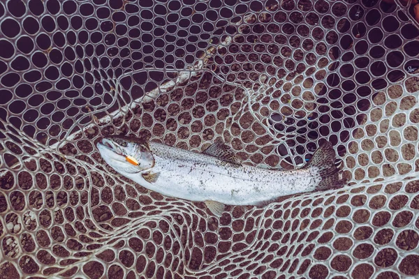 Antecedentes sobre um tema de pesca — Fotografia de Stock