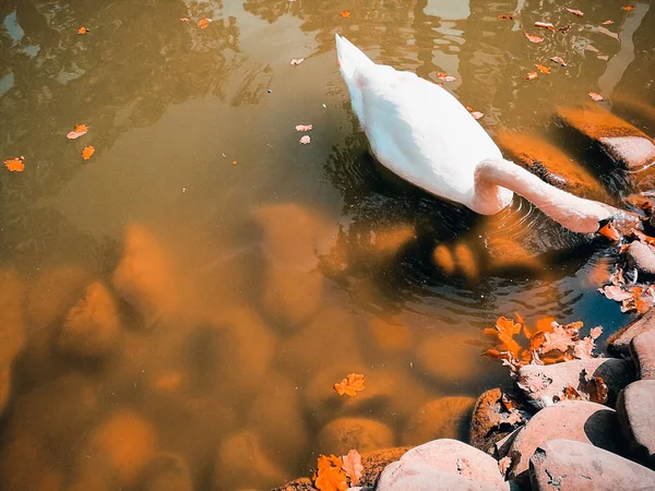 Cisne blanco en un estanque —  Fotos de Stock