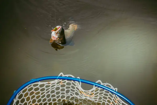 Pesca de truchas en el lago — Foto de Stock