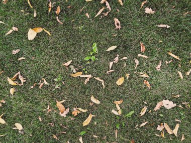 Kuru yapraklar yeşil çimlerde