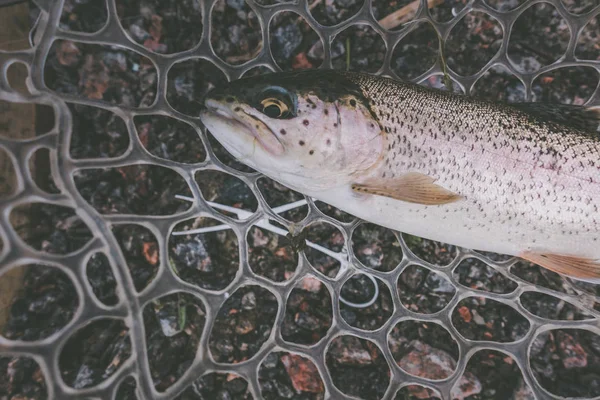 Forel vissen op het meer — Stockfoto