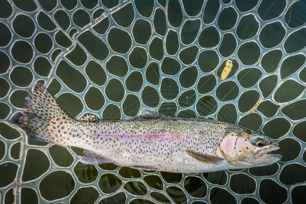 Gebied Vissen Forel Close — Stockfoto