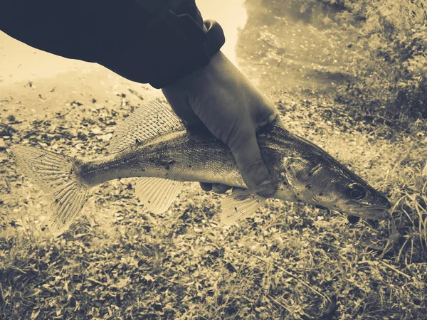 Gevangen vis in fisherman's handen — Stockfoto