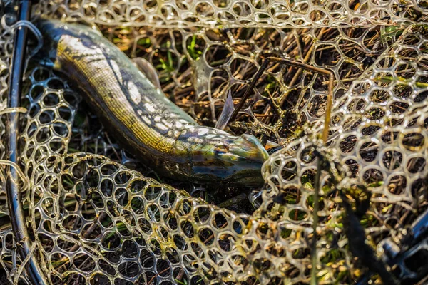 Pesca de lúcio no lago. Recreação de pesca — Fotografia de Stock